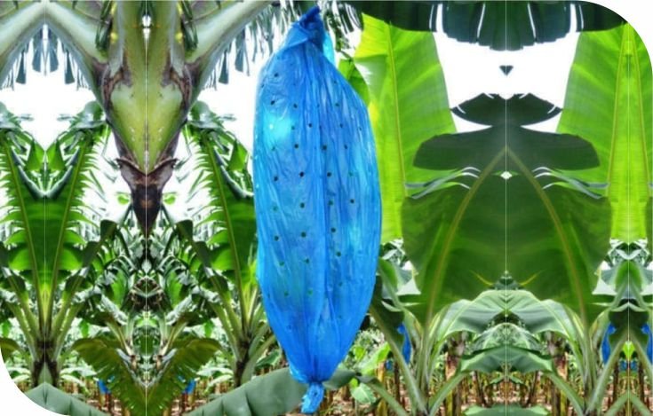 Plant Growing Bags